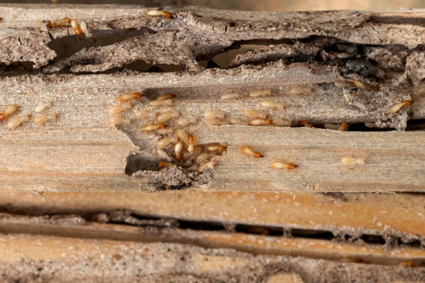 Best Best Pest Control Companies  in North Merritt Island, FL